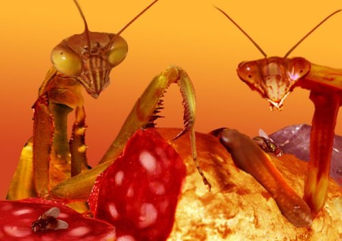 Discovery Channel, 2007