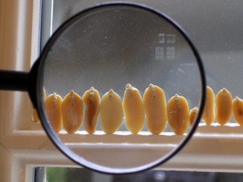 Cacahuètes, Vue d'exposition (Kunst Raum Riehen), 2008