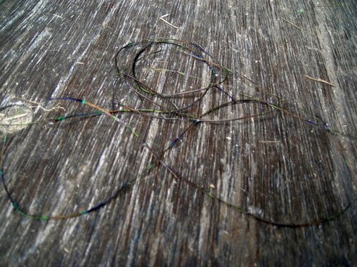 Fil en plume de paon, 2009