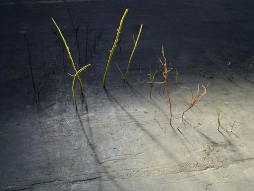 Zustand III, Teile von künstlichen Pflanzen, Installationsansicht
Güterbahnhof Zürich, 2009