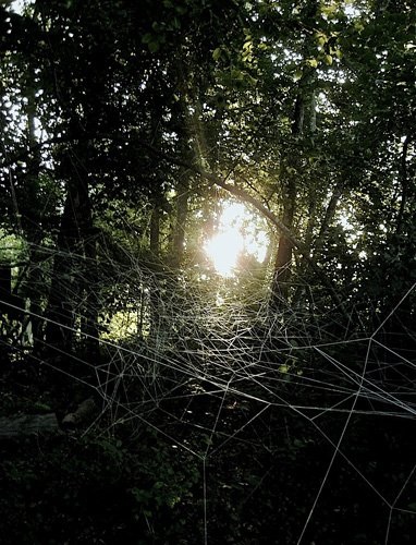 Shades In The Woods, Installation, 2009