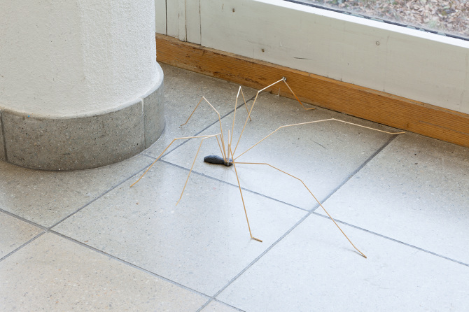 Ausstellungsansicht / vue de l'exposition Plattform17, 2017